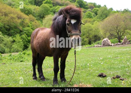 Republik Karatschai Tscherkessien, Russland. 23. Mai 2023. Ein Pony (Pferd) auf einer Wiese im Kaukasusgebirge auf dem Gebiet der Republik Karachay-Tscherkesien, in der Nähe der Honey-Wasserfälle, in der Russischen Föderation. (Foto: Maksim Konstantinov/SOPA Images/Sipa USA) Guthaben: SIPA USA/Alamy Live News Stockfoto