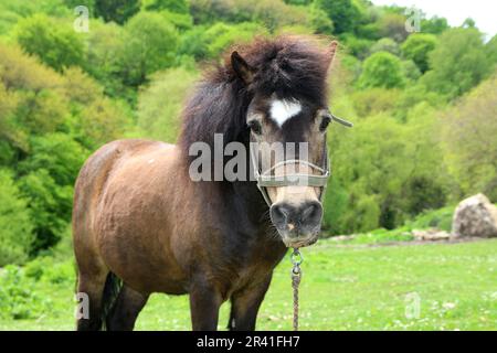 23. Mai 2023, Republik Karatschay-Tscherkesien, Russland: Ein Pony (Pferd) auf einer Wiese im Kaukasusgebirge auf dem Gebiet der Republik Karatschay-Tscherkesien in der Nähe der Honigwasserfälle in der Russischen Föderation. (Kreditbild: © Maksim Konstantinov/SOPA Images via ZUMA Press Wire) NUR REDAKTIONELLE VERWENDUNG! Nicht für den kommerziellen GEBRAUCH! Stockfoto