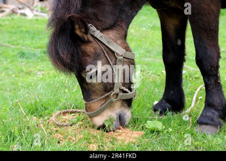 23. Mai 2023, Republik Karatschay-Tscherkesien, Russland: Ein Pony (Pferd) auf einer Wiese im Kaukasusgebirge auf dem Gebiet der Republik Karatschay-Tscherkesien in der Nähe der Honigwasserfälle in der Russischen Föderation. (Kreditbild: © Maksim Konstantinov/SOPA Images via ZUMA Press Wire) NUR REDAKTIONELLE VERWENDUNG! Nicht für den kommerziellen GEBRAUCH! Stockfoto