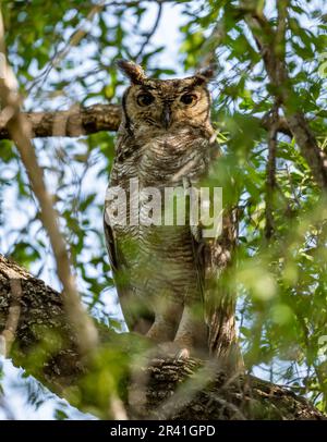 Eine gefleckte Adlereule (Bubo africanus), die tagsüber auf einem Ast steht. Kenia, Afrika. Stockfoto