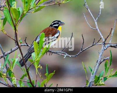 Ein farbenfrohes goldbröstliches Bunting (Emberiza flaviventris) hoch oben auf einem Ast. Kenia, Afrika. Stockfoto