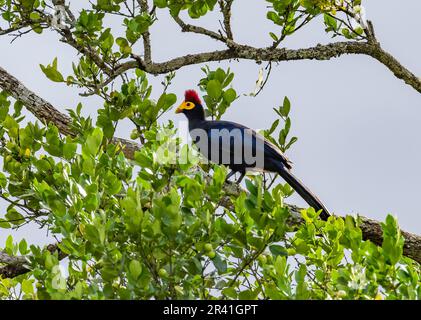 Ein farbenfroher Ross's Turaco (Tauraco Rossae) hoch oben auf einem Ast. Kenia, Afrika. Stockfoto