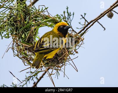 Ein männlicher Heuglin-Maskierter-Weaver (Ploceus heuglini), der ein Nest baut. Kenia, Afrika. Stockfoto