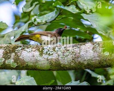 Ein gemeiner Bulbul (Pycnonotus barbatus), der Insekten ausbeutet. Kenia, Afrika. Stockfoto