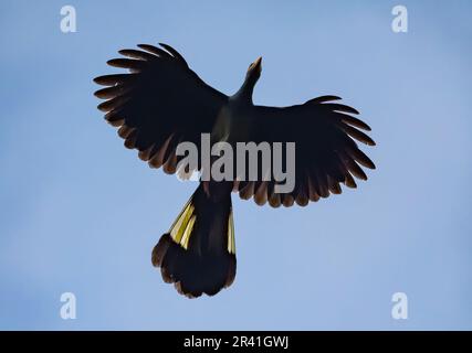 Ein großer blauer Turaco (Corythaeola cristata), der über den Kopf fliegt. Kenia, Afrika. Stockfoto