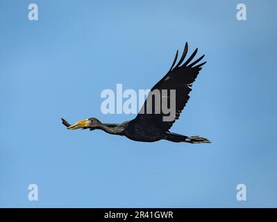 Ein afrikanischer Openbill (Anastomus lamelligerus), der überfliegt. Kenia, Afrika. Stockfoto
