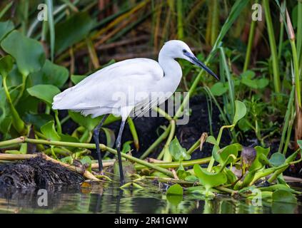 Ein kleiner Egret (Egretta garzetta), der in Schilf spuckt. Kenia, Afrika. Stockfoto