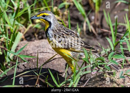 Ein Gelbkehlkopf (Macronyx croceus), der auf dem Grasfeld forscht. Kenia, Afrika. Stockfoto