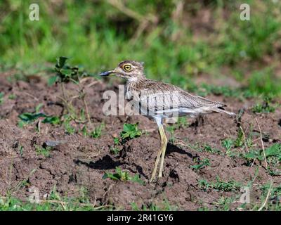 Ein wasserdickes Knie (Burhinus vermiculatus) auf offenem Feld. Kenia, Afrika. Stockfoto