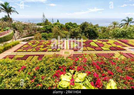 Blumen und Pflanzen im botanischen Garten Funchal auf Madeira in Portugal Stockfoto