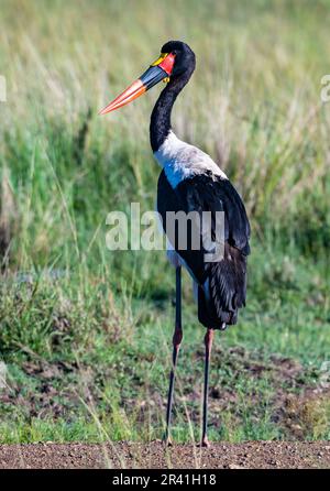 Ein Sattelstorch (Ephippiorhynchus senegalensis), der auf einem Grasfeld steht. Kenia, Afrika. Stockfoto