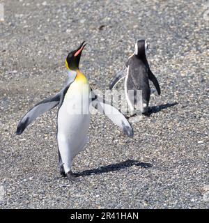 Königspinguin auf Martillo Island Beach, Ushuaia. Tierra del Fuego National Park. Chilenische Tierwelt Stockfoto