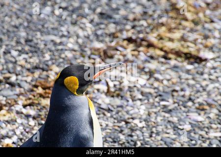 Königspinguin auf Martillo Island Beach, Ushuaia. Tierra del Fuego National Park. Chilenische Tierwelt Stockfoto