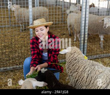 Frau, die sich um Schafe kümmert Stockfoto