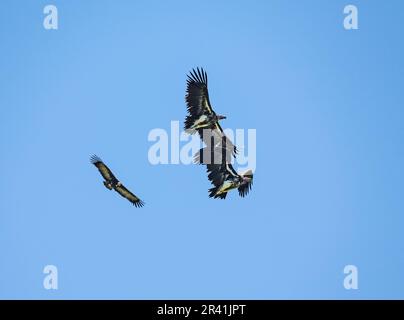 Zwei stark vom Aussterben bedrohte Lappengesicht-Geier (Torgos tracheliotos) und ein Kapuzengeier (Necrosyrtes monachus), der sich im blauen Himmel erhebt. Kenia, Afrika. Stockfoto