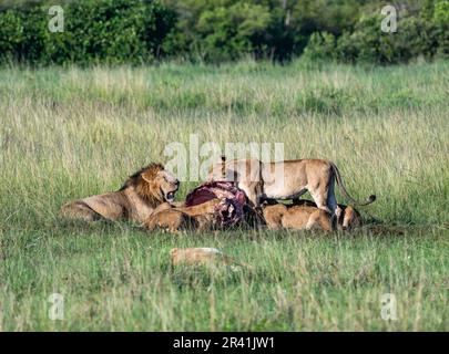 Eine Familie afrikanischer Löwen (Panthera leo), die sich von einem Kadaver ernährt. Kenia, Afrika. Stockfoto