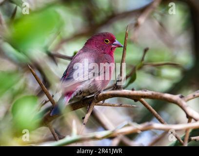 Ein Rotschnabelfink (Lagonosticta senegala) auf einem Ast. Kenia, Afrika. Stockfoto