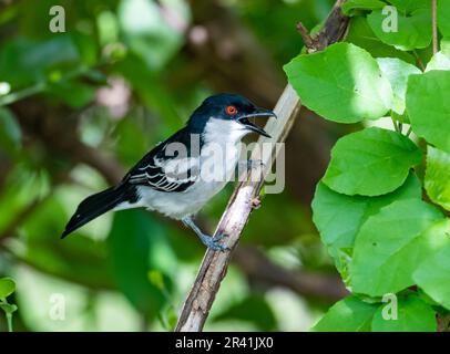 Ein Puffback mit schwarzem Rücken (Dryoscopus cubla), der auf einem Zweig singt. Kenia, Afrika. Stockfoto