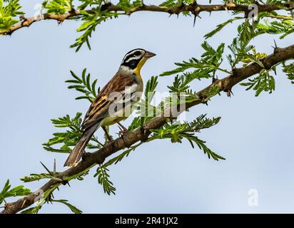 Eine goldene Bunting (Emberiza flaviventris) auf einem Ast. Kenia, Afrika. Stockfoto