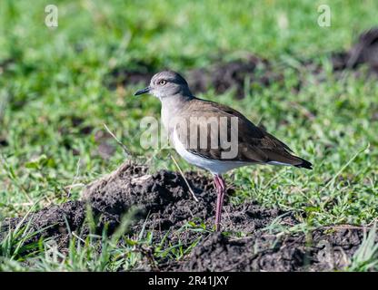 Ein schwarzer Flügel (Vanellus melanopterus), der auf einem Grasfeld steht. Kenia, Afrika. Stockfoto