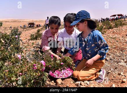 Damaskus, Syrien. 25. Mai 2023. Syrische Kinder nehmen am 25. Mai 2023 am Pflückprozess der berühmten Damask Rose in der Stadt al-Marah, nördlich der Hauptstadt Damaskus, Syrien, Teil. Kredit: Ammar Safarjalani/Xinhua/Alamy Live News Stockfoto