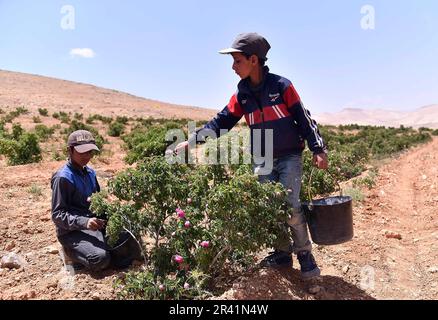 Damaskus, Syrien. 25. Mai 2023. Syrische Kinder nehmen am 25. Mai 2023 am Pflückprozess der berühmten Damask Rose in der Stadt al-Marah, nördlich der Hauptstadt Damaskus, Syrien, Teil. Kredit: Ammar Safarjalani/Xinhua/Alamy Live News Stockfoto