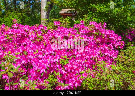 Azaleas, Rhodendron x ENCORE „HERBSTKÖNIGLICHKEIT“ im Mercer Arboretum und Botanischen Garten in Humble, Texas. Stockfoto