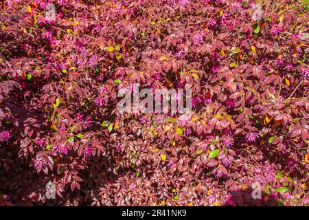 Chinesische Hexe Hazel, Loropetalum chinense var rubrum „DARUMA“, im Mercer Arboretum und Botanischen Garten in Humble, Texas. Stockfoto