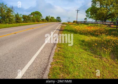 Lanceleaf Coreopsis, Coreopsis lanceolata und Indian Paintbrush, Castilleja indivisa, Wildblumen am Straßenrand auf der Texas 362. Stockfoto