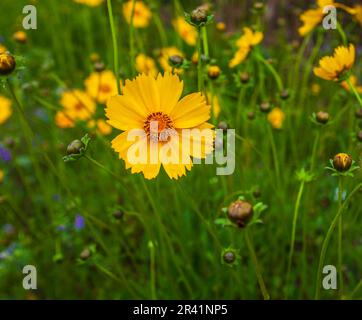 Lanceleaf Coreopsis, Coreopsis lanceolata, am Straßenrand auf der Texas 362. Stockfoto