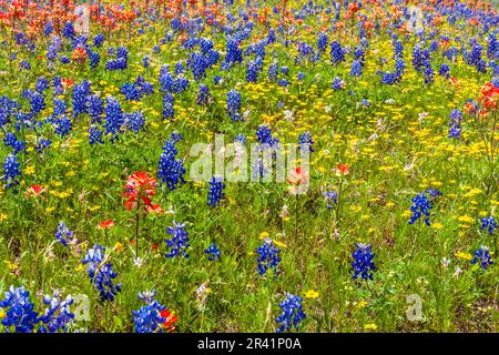 Felder mit texanischen Bluebonnets (Lupinus texensis), indischen Paintbrush (Castilleja individa) und Coreopsis Wildblumen im Old Baylor College Park. Stockfoto