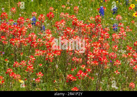 Felder mit texanischen Bluebonnets (Lupinus texensis), indischen Paintbrush (Castilleja individa) und Coreopsis Wildblumen im Old Baylor College Park. Stockfoto