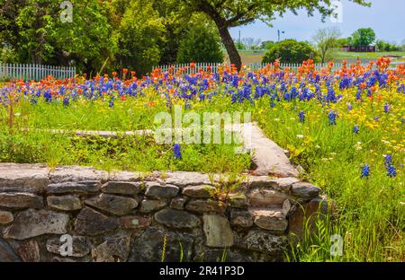 Felder von Texas Bluebonnets (Lupinus texensis), Indian Paintbrush (Castilleja indivisa), Coreopsis und andere Wildblumen im Old Baylor College Park. Stockfoto