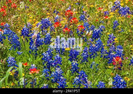 Felder von Texas Bluebonnets (Lupinus texensis), Indian Paintbrush (Castilleja indivisa), Coreopsis und andere Wildblumen im Old Baylor College Park. Stockfoto