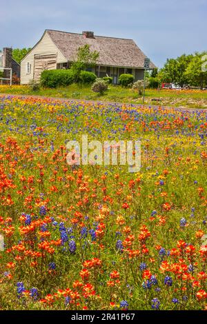 Felder von Texas Bluebonnets (Lupinus texensis), Indian Paintbrush (Castilleja indivisa), Coreopsis und andere Wildblumen im Old Baylor College Park. Stockfoto