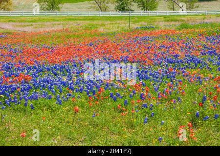 Felder von Texas Bluebonnets (Lupinus texensis), Indian Paintbrush (Castilleja indivisa), Coreopsis und anderen Wildblumen am Old Baylor College. Stockfoto