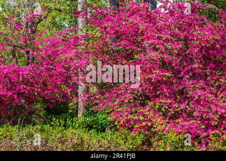 Chinesische Hexe Hazel oder Loropetalum, Loropetalum chinense, im Mercer Arboretum und Botanischen Garten im Frühling, Texas. Stockfoto