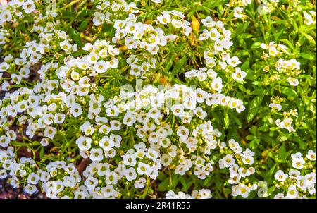 Sweet Alyssum, Lobularia maritima „Snow Crystals“, im Mercer Arboretum im Frühling, Texas. Stockfoto