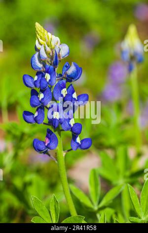 Texas Bluebonnet, Lupinus texensis, im Mercer Arboretum and Botanical Gardens in Spring, Texas. Stockfoto