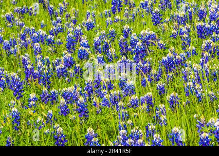 Texas Bluebonnet, Lupinus texensis, blüht auf dem Texas Highway 362 in der Nähe von Whitehall, TX. Stockfoto