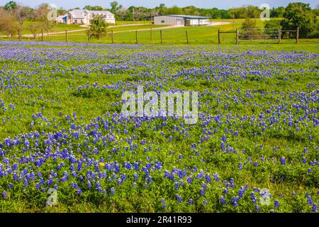 Texas Bluebonnet Wildblumen, Lupinus texensis, blühen im Frühling auf der Farm-to-Market Road 362 in Texas. Stockfoto