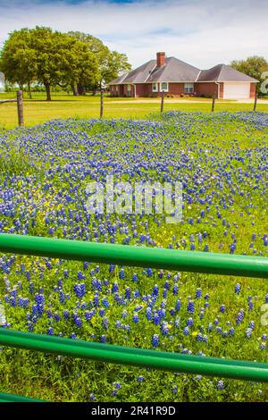 Texas Bluebonnet Wildblumen, Lupinus texensis, blühen im Frühling auf der Farm-to-Market Road 390 in Texas. Stockfoto