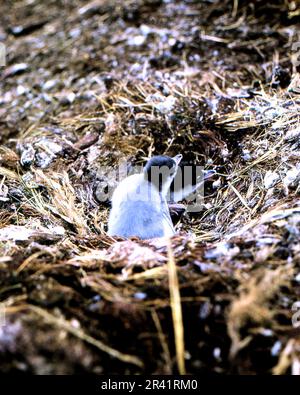 Grahamland Antarktis 1972 zwei junge Pinguine im Nest Südgeorgien während der jährlichen hydrographischen Untersuchung der Antarktis durch HMS Endurance Stockfoto