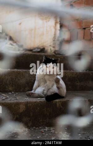 14. April 2023: Eine streunende Katze reinigt sich im Sonnenschutz, Torrox Pueblo. Stockfoto