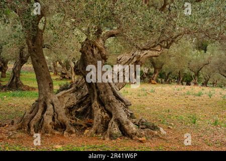 Sohn Marroig. Olivar.Deia.Sierra de Tramuntana.Mallorca.Baleares.EspaÃ±a. Stockfoto