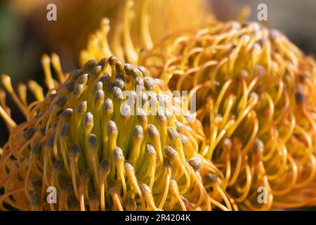 Gelbe Protea Blumen in Blüte Stockfoto
