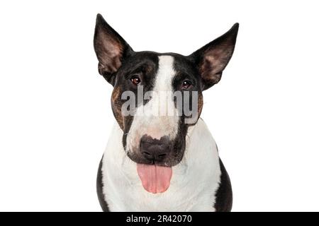 Bull Terrier Hund mit ausgezogener Zunge, verspielter Ausdruck auf weißem Hintergrund Stockfoto