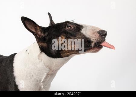 Bull Terrier Hundeprofil mit herausstehender Zunge, weißer Hintergrund Stockfoto