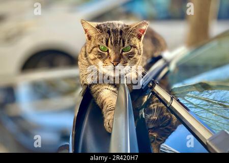 Tabby Cat entspannend auf ca. Stockfoto