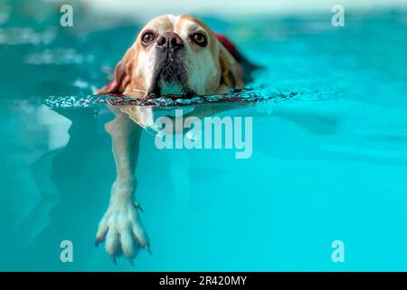 Hund im Schwimmbad. Hydrotherapie. Seniorenhund Stockfoto